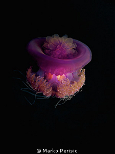 LUMINANCE by Marko Perisic 